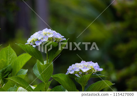 Hydrangea blooming in the clear of the rainy season Hydrangea blooming in the clear of the rainy season 115427000