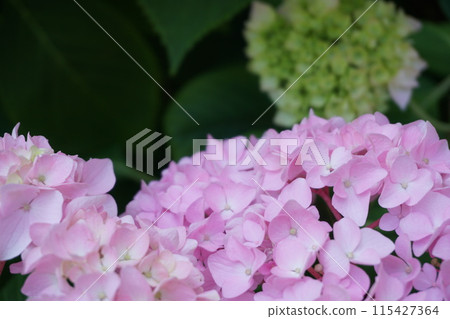 Hydrangea flower Hydrangea flower 115427364