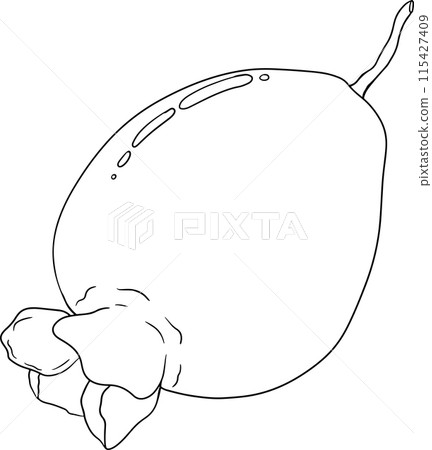 Line Feijoa sellowiana, pineapple guava, guavasteen  115427409