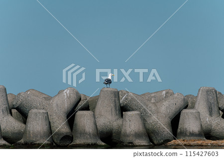 北海道稚內海岸消波塊的海鷗 115427603