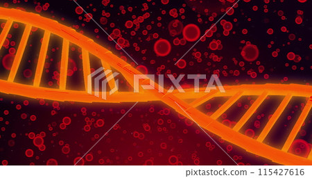 Image of dna over red cells on red background 115427616