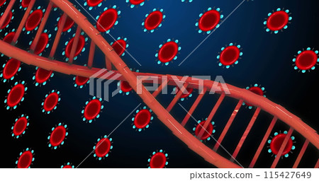 Image of dna over red cells on blue background 115427649