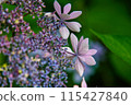 繡球 115427840