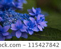 繡球 115427842