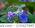 繡球花和蜜蜂 115427845