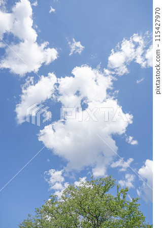 初夏的雲朵和樹木 初夏的雲朵和樹木 115427970