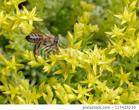 Sedum acre Aureum with a bee in the garden. 115428210