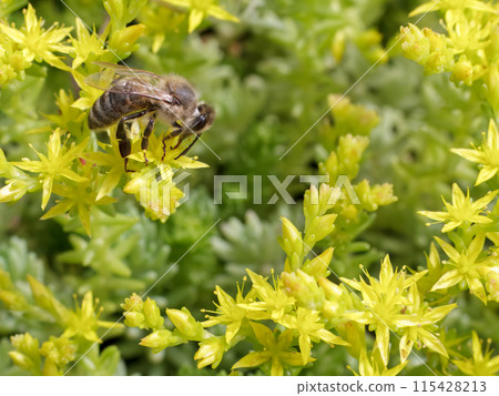Sedum acre Aureum with a bee in the garden. Sedum acre Aureum with a bee in the garden. 115428213