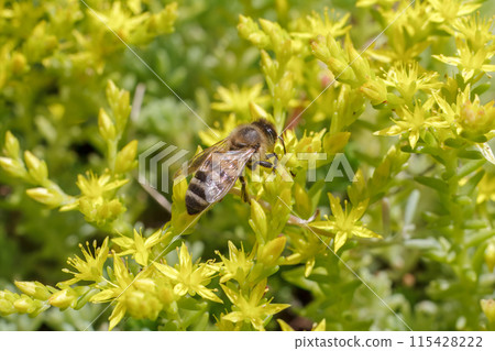 Sedum acre Aureum with a bee in the garden. Sedum acre Aureum with a bee in the garden. 115428222