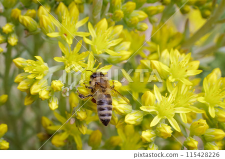 Sedum acre Aureum with a bee in the garden. Sedum acre Aureum with a bee in the garden. 115428226