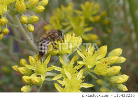 Sedum acre Aureum with a bee in the garden. 115428236