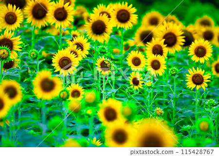 sunflower sunflower 115428767