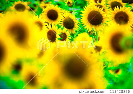 sunflower sunflower 115428826