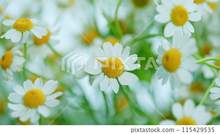 Daisy Flower Garden Full Bloom Plant. Chamomile Flowers Field Wide Background In Sun Light. 115429535