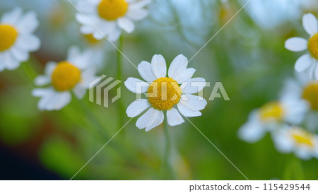 Daisy Flower On Green Meadow. White Chamomiles On Green Grass Background. 115429544