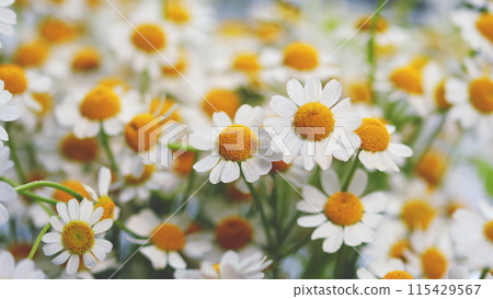 Field Of Chamomiles At Sunny Day At Nature. Common Daisy. Beautiful Summer Meadow. Field Of Chamomiles At Sunny Day At Nature. Common Daisy. Beautiful Summer Meadow. 115429567