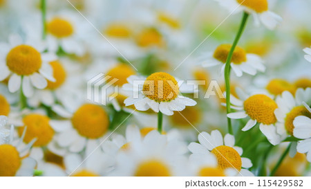 Flowering Of Daisies. Known As Common Daisy. Daisy Flowers Growing On Meadow. 115429582