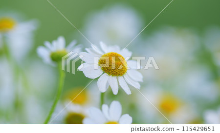 Field Of Chamomiles At Sunny Day At Nature. Common Daisy. Beautiful Summer Meadow. 115429651
