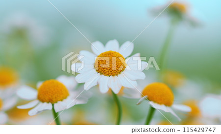 Daisy Flower On Green Meadow. White Chamomiles On Green Grass Background. Daisy Flower On Green Meadow. White Chamomiles On Green Grass Background. 115429747