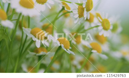 Tender Daisies Spring Background. Field Of Green Grass And Blooming Daisies. 115429763