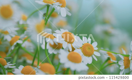 Daisy Flower Or Chamomile. Gardening Concept. Full Bloom In Mid Spring. Daisy Flower Or Chamomile. Gardening Concept. Full Bloom In Mid Spring. 115429800