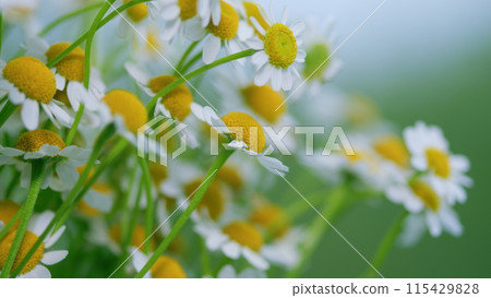 Large Field Of Daisies. Meadow Wildflowers Daisy. Chamomile Flowers Field. Large Field Of Daisies. Meadow Wildflowers Daisy. Chamomile Flowers Field. 115429828