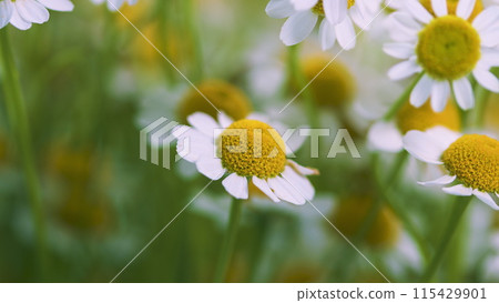 Large Field Of Daisies. Meadow Wildflowers Daisy. Chamomile Flowers Field. 115429901