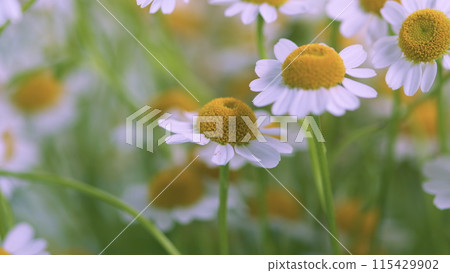 Concept Of Fidelity. Surface Of Green Grass With Daisies. Lot Of White Yellow Daisies. Concept Of Fidelity. Surface Of Green Grass With Daisies. Lot Of White Yellow Daisies. 115429902