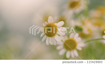 Flowering Of Daisies. Known As Common Daisy. Daisy Flowers Growing On Meadow. 115429903
