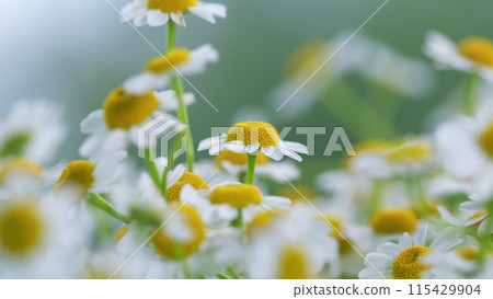 Daisy Flower Garden Full Bloom Plant. Chamomile Flowers Field Wide Background In Sun Light. Daisy Flower Garden Full Bloom Plant. Chamomile Flowers Field Wide Background In Sun Light. 115429904