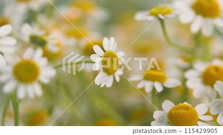 Lawn Daisy. White Yellow Blossom And Green Grass. White Chamomiles On Green Grass Background. Lawn Daisy. White Yellow Blossom And Green Grass. White Chamomiles On Green Grass Background. 115429905