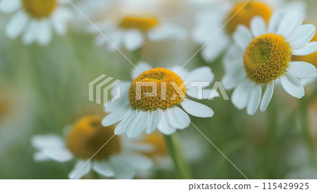 Tender Daisies Spring Background. Field Of Green Grass And Blooming Daisies. Tender Daisies Spring Background. Field Of Green Grass And Blooming Daisies. 115429925