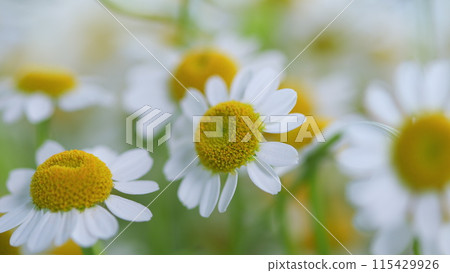 Beautiful Meadow In Springtime Full Of Flowering Daisies. Lawn In Spring. 115429926