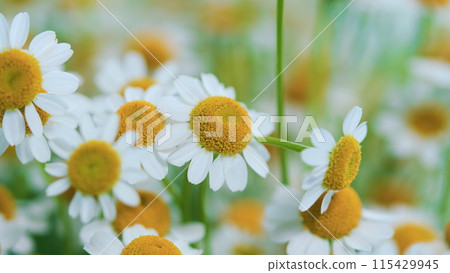 Daisy Flower Garden Full Bloom Plant. Chamomile Flowers Field Wide Background In Sun Light. 115429945
