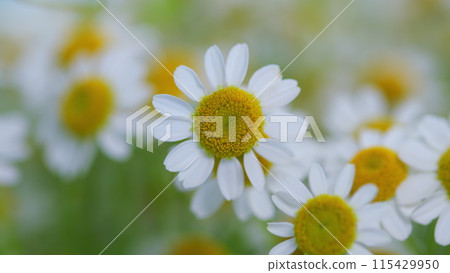 Daisy Flower On Green Meadow. White Chamomiles On Green Grass Background. Daisy Flower On Green Meadow. White Chamomiles On Green Grass Background. 115429950