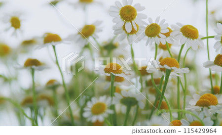 Daisy Flower Or Chamomile. Gardening Concept. Full Bloom In Mid Spring. 115429964