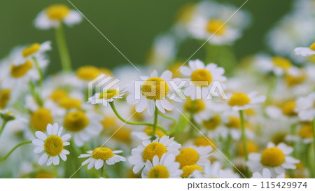 Daisy Flower On Green Meadow. White Chamomiles On Green Grass Background. Daisy Flower On Green Meadow. White Chamomiles On Green Grass Background. 115429974