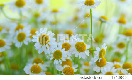 Concept Of Fidelity. Surface Of Green Grass With Daisies. Lot Of White Yellow Daisies. Concept Of Fidelity. Surface Of Green Grass With Daisies. Lot Of White Yellow Daisies. 115430003