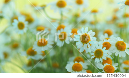 Flowering Of Daisies. Known As Common Daisy. Daisy Flowers Growing On Meadow. 115430004