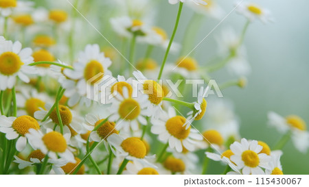 Beautiful Meadow In Springtime Full Of Flowering Daisies. Lawn In Spring. 115430067