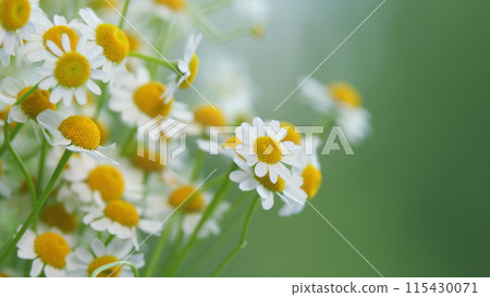 Large Field Of Daisies. Meadow Wildflowers Daisy. Chamomile Flowers Field. 115430071