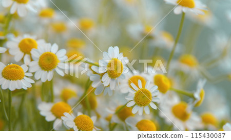 Daisy Flower Garden Full Bloom Plant. Chamomile Flowers Field Wide Background In Sun Light. 115430087