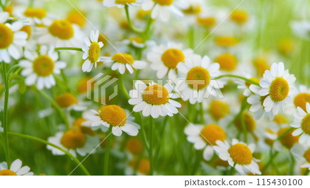 Lawn Daisy. White Yellow Blossom And Green Grass. White Chamomiles On Green Grass Background. Lawn Daisy. White Yellow Blossom And Green Grass. White Chamomiles On Green Grass Background. 115430100