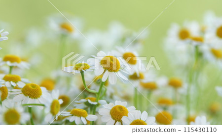 Tender Daisies Spring Background. Field Of Green Grass And Blooming Daisies. Tender Daisies Spring Background. Field Of Green Grass And Blooming Daisies. 115430110