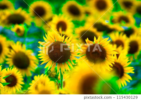 sunflower	 115430129