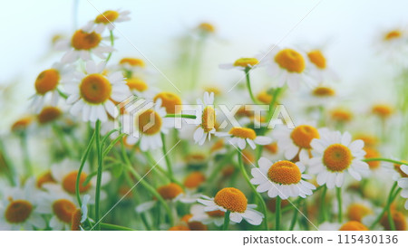 Tender Daisies Spring Background. Field Of Green Grass And Blooming Daisies. 115430136