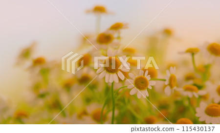 Beautiful Meadow In Springtime Full Of Flowering Daisies. Lawn In Spring. Beautiful Meadow In Springtime Full Of Flowering Daisies. Lawn In Spring. 115430137