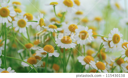 Daisy Flowers Growing On Meadow. Common Daisy. Field Of Chamomiles At Sunny Day At Nature. 115430138