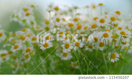 Daisy Flower Garden Full Bloom Plant. Chamomile Flowers Field Wide Background In Sun Light. 115430207