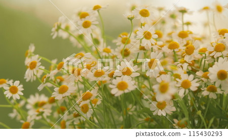 Daisy Flower On Green Meadow. White Chamomiles On Green Grass Background. 115430293